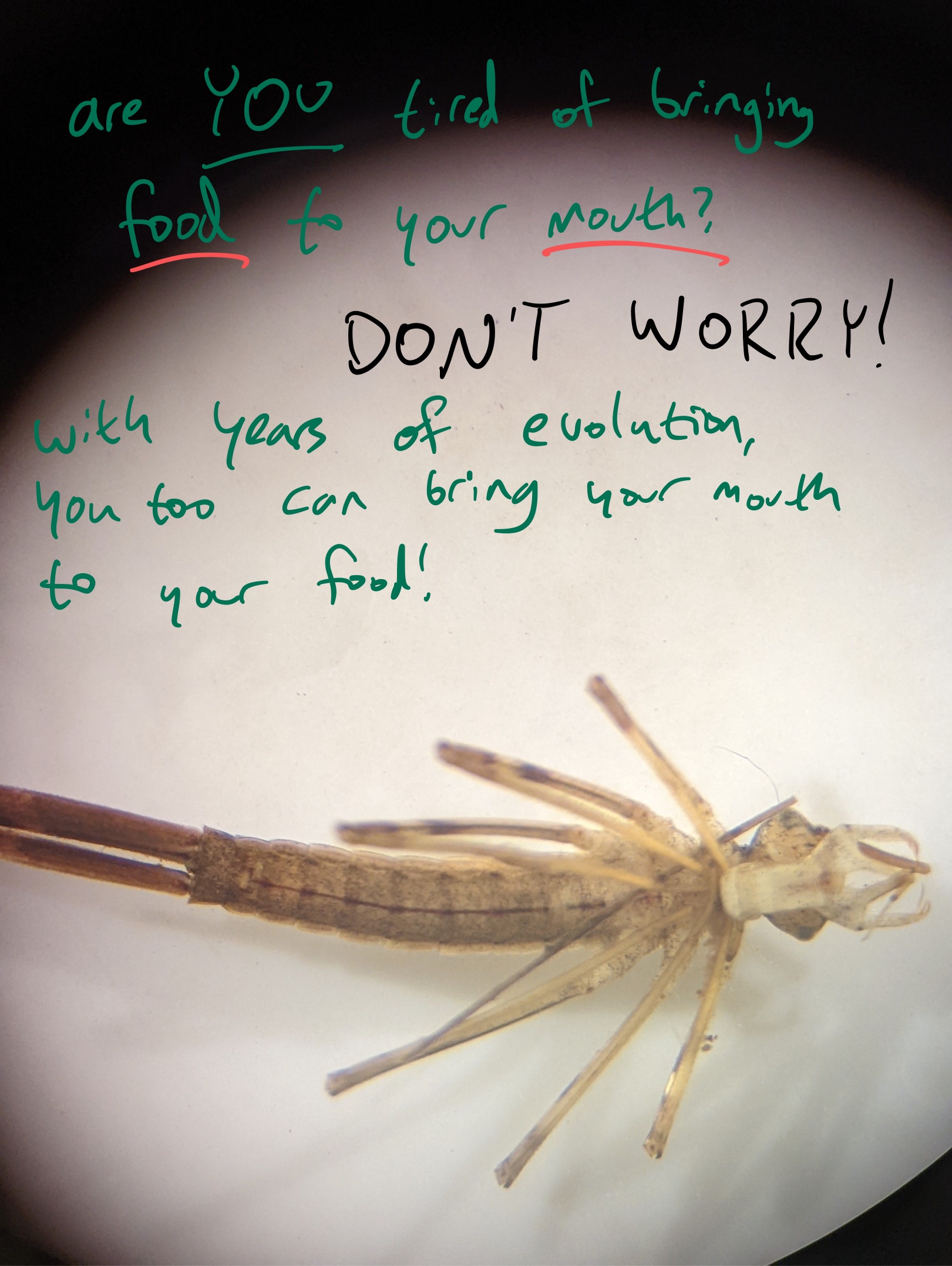 A picture of a damselfly nymph on its back in a petri dish as seen through a dissecting scope. <br>
    Handwritten text reads 'Are <u>YOU</u> tired of bringing <u>food</u> to your <u>mouth</u>? DON'T WORRY! With years of evolution, you too can bring your mouth to your food!